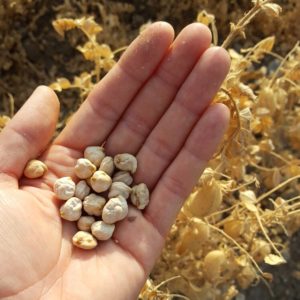 Garbanzos listos para cosechar