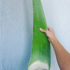 Hoja de aloe vera, cargada de pulpa - octubre 2016